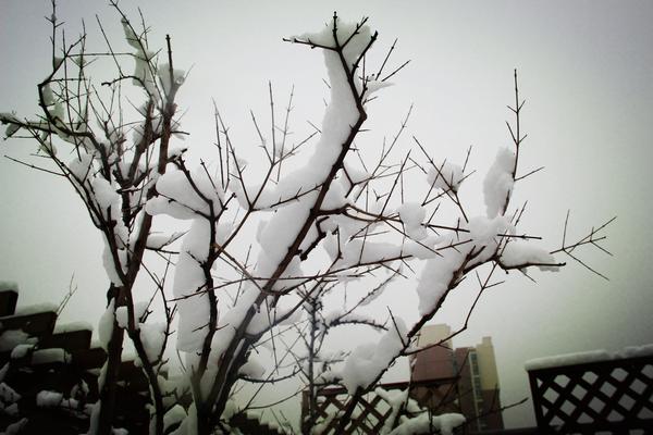 郑州49中雪景 (9)